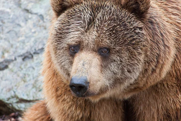 Hermoso espécimen de oso pardo —  Fotos de Stock