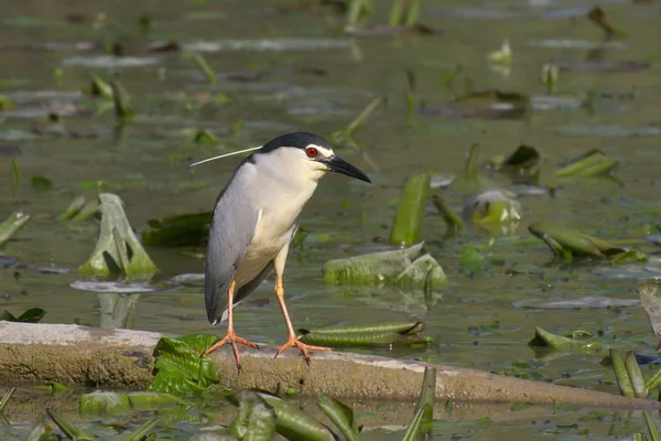 Krásný exemplář v noci heron — Stock fotografie