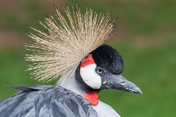 güzel örnek taç vinç