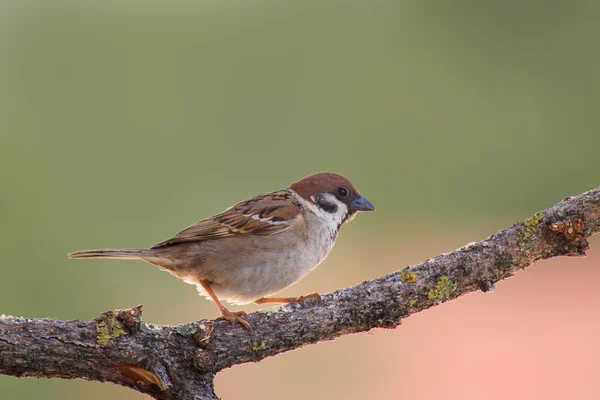 Mooi specimen van sparrow — Stockfoto