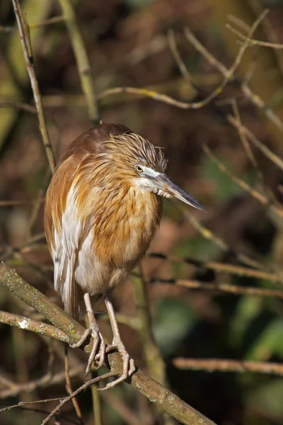 Beautiful specimen of squacco — Stock Photo, Image