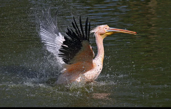 Beautiful specimen from pelican — Stock Photo, Image