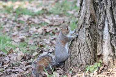 bir sincap güzel bir örnek
