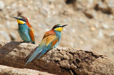 arı kuşugiller çarpıcı bir kuştur