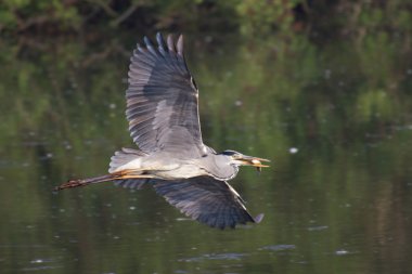 gri balıkçıl güzel örnek