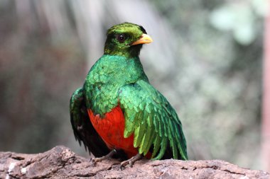 güzel örnek quetzal