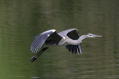 gri balıkçıl güzel örnek