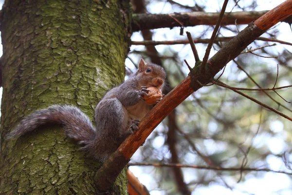 Et godt eksempel på et egern - Stock-foto