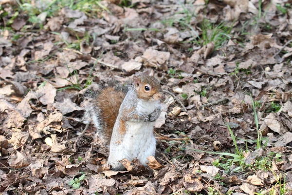 A nice example of a squirrel — Stock Photo, Image