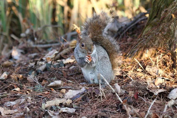 A nice example of a squirrel — Stock Photo, Image