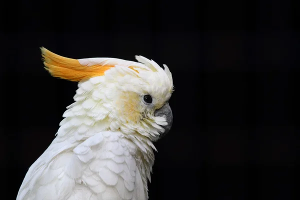 Beautiful specimen of parrot — Stock Photo, Image