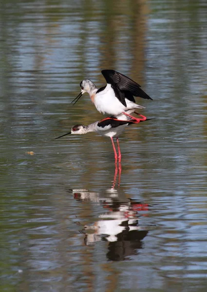 Knight İtalya güzel bir numune