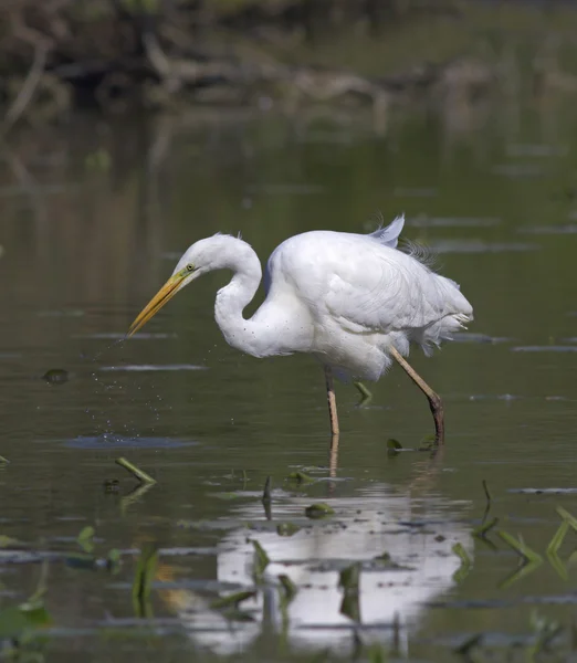 Mooi specimen van grote witte zilverreiger — Stockfoto