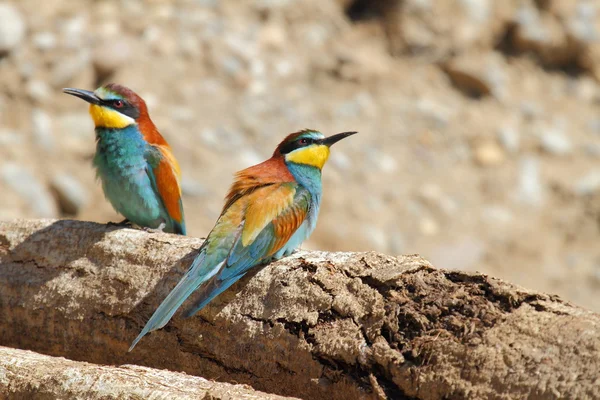 arı kuşugiller çarpıcı bir kuştur