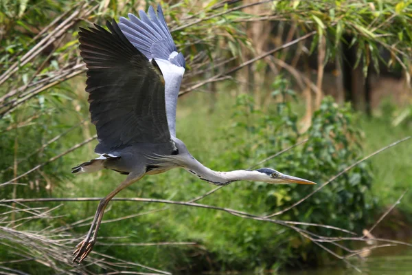 Beautiful specimen of gray heron — Stock Photo, Image