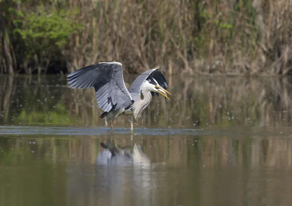 Beautiful specimen of gray heron — Stock Photo, Image