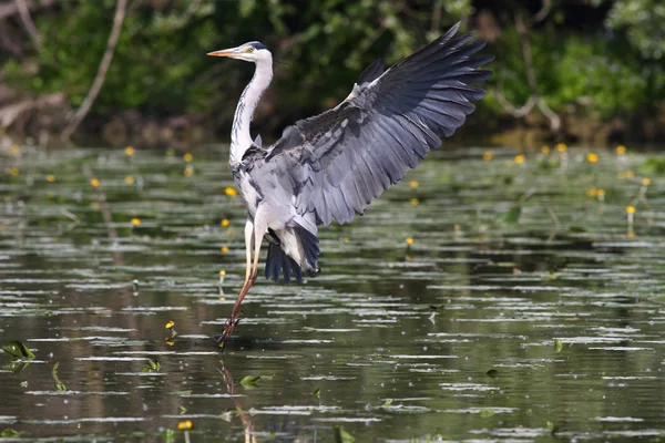 Beautiful specimen of gray heron — Stock Photo, Image