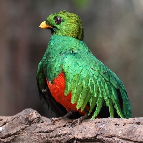 Schönes Exemplar des Quetzals — Stockfoto