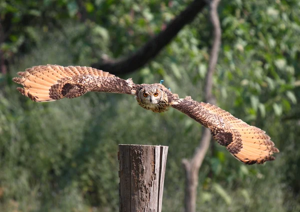 güzel örnek baykuş