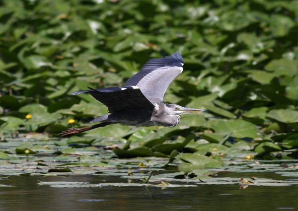 Mooi specimen van grijze heron — Stockfoto