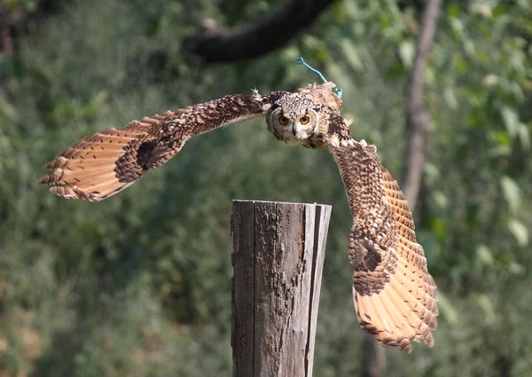 güzel örnek baykuş