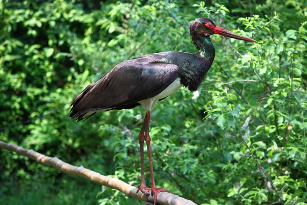 Beautiful specimen of black stork — Stock Photo, Image