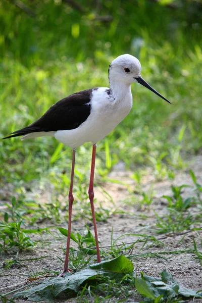 Knight İtalya güzel bir numune