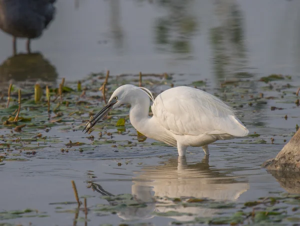 Mooi specimen van grote witte zilverreiger — Stockfoto