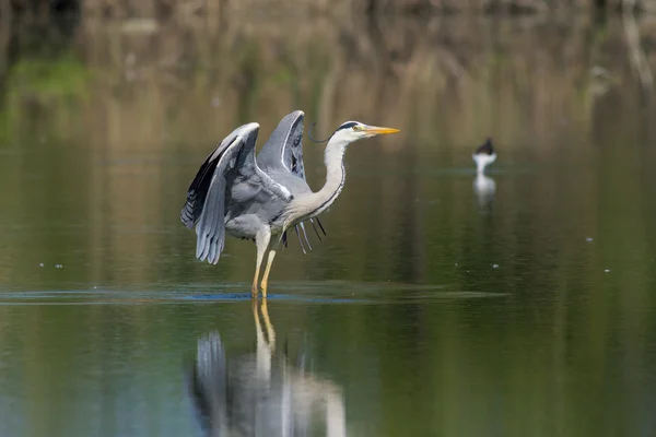 Bellissimo esemplare di airone grigio — Foto Stock