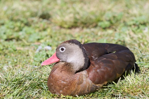 Espécime bonito de pato — Fotografia de Stock