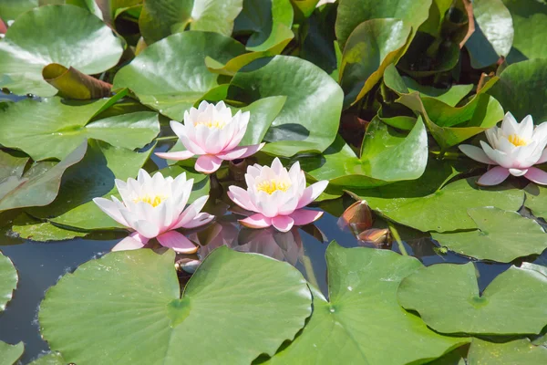 Beautiful water lilies Royalty Free Stock Photos