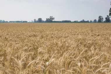 buğday alan hasat için hazır