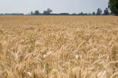 buğday alan hasat için hazır