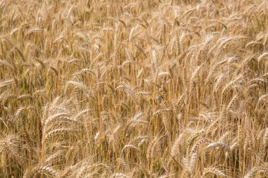 buğday alan hasat için hazır