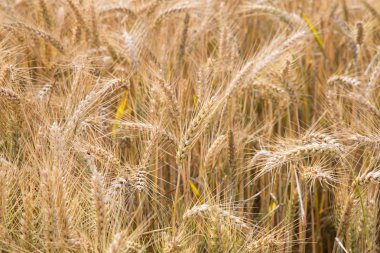 buğday alan hasat için hazır