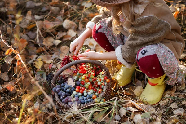 Ragazza Con Cesto Bacche Nel Bosco — Foto Stock