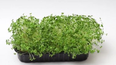 Plastik kabın içindeki mikroyeşil beyaz arka planda sulanır