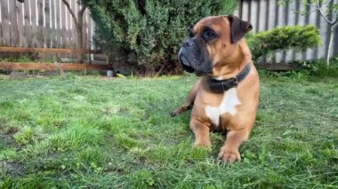 Alman köpek boksörü yazın bahçede dinleniyor.