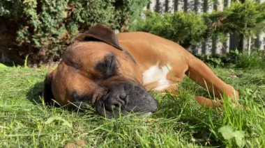 Uyuyan Alman boksörü bahçeye yakın plan çekimde.