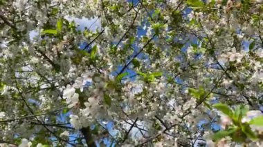 Yazın mavi gökyüzünün arka planında çiçek açan kiraz. yaz arkaplanı