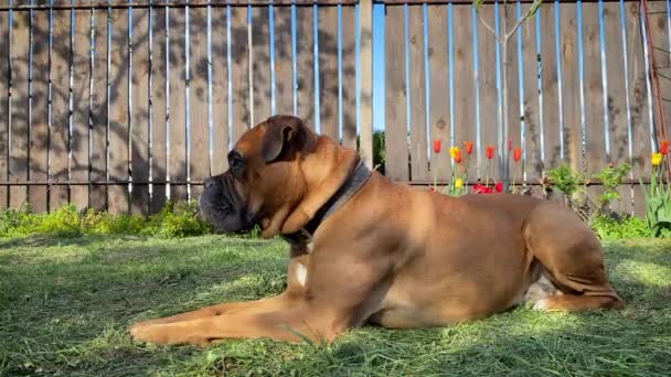 德国棕色拳击手躺在阳光下的绿草上 — 图库视频影像
