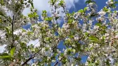 Mavi gökyüzünün arka planında çiçek açan beyaz kiraz ağacı