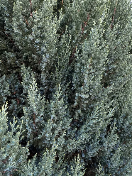 Dark Green Juniper Tree Vertical Background — Stock Photo, Image