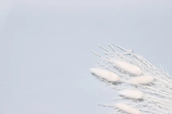 Beyaz Kuru Çimenli Leylak Arkaplan Metin Için Yer — Stok fotoğraf