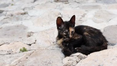 Eski kasabadaki kayalıklarda uyuyan siyah kedi yavrusu.