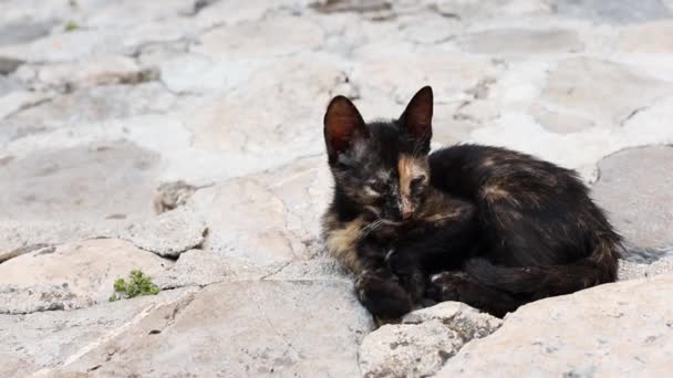 Durmiendo Sin Hogar Negro Gatito Rocas Viejo Ciudad — Vídeos de Stock