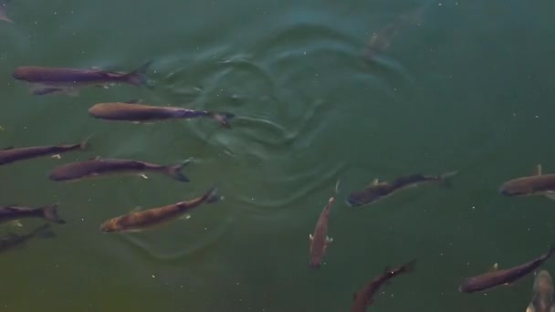Limandaki Yeşil Suda Bir Sürü Balık Var Yukarıdan Görünüm — Stok video