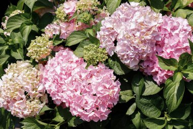 Pembe ortanca çiçekleri parlak yaz arkaplanı