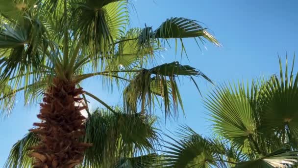 Egzotik Palmiye Ağaçları Mavi Gökyüzünde Hafif Bir Esinti — Stok video