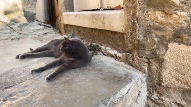 Eski kaldırımdaki gri kedi dinleniyor ve başka yere bakıyor.